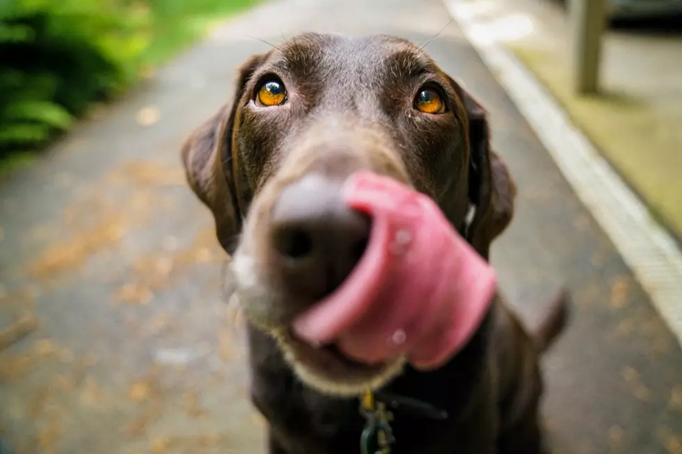 Influencer Slammed for ‘Demanding’ Free Dog From Rescue Shelter