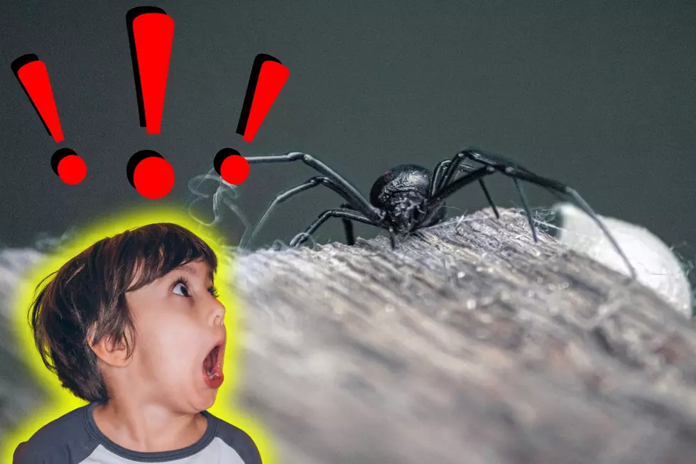 4 Idaho Spiders That Will Make You Burn Your House Down