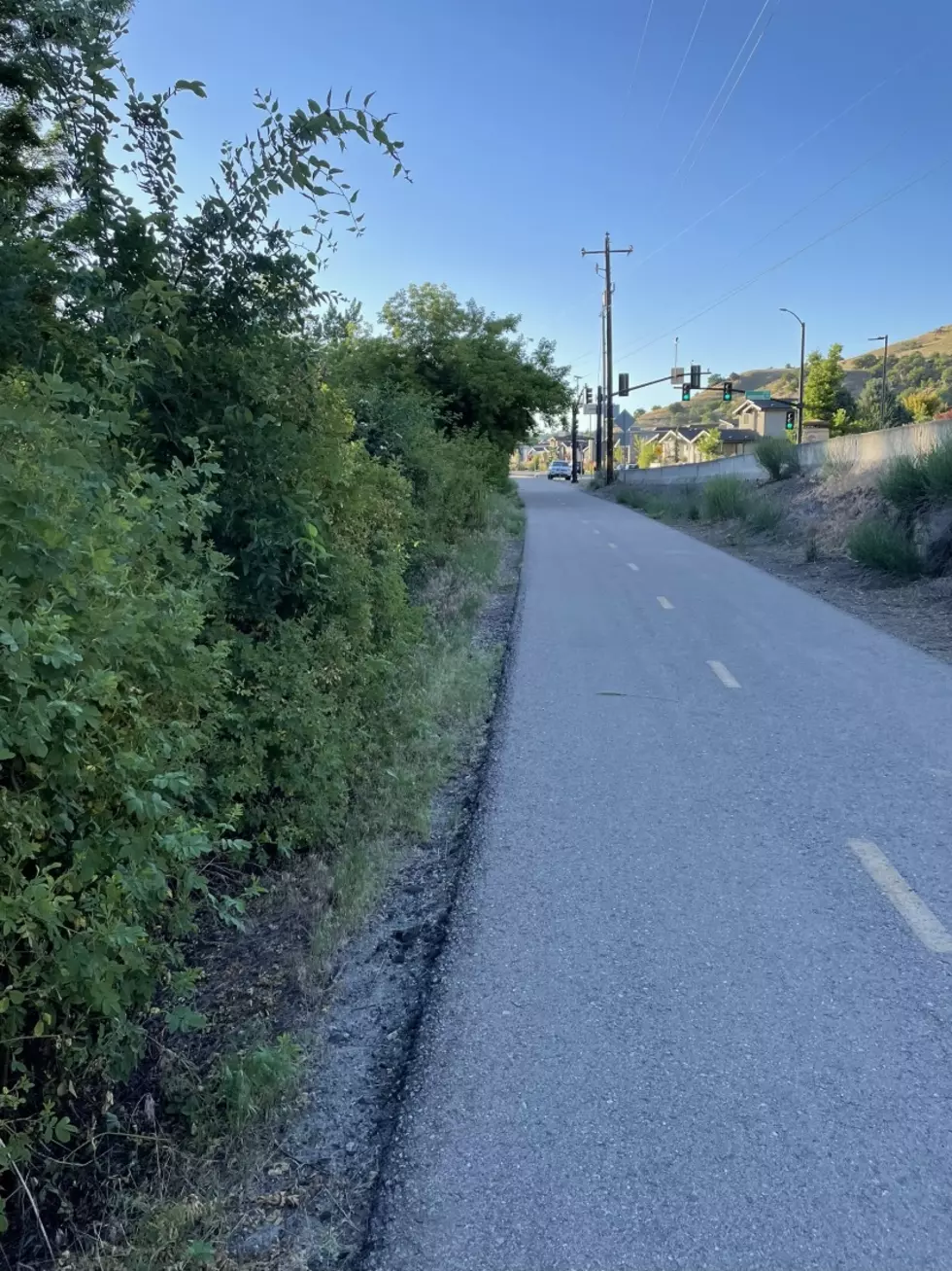 Beware! Wild Bobcat Spotted on the Boise Greenbelt Sunday Evening
