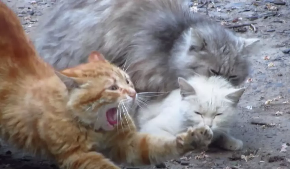 Discounted Microchip Clinic Being Held For Boise Cats