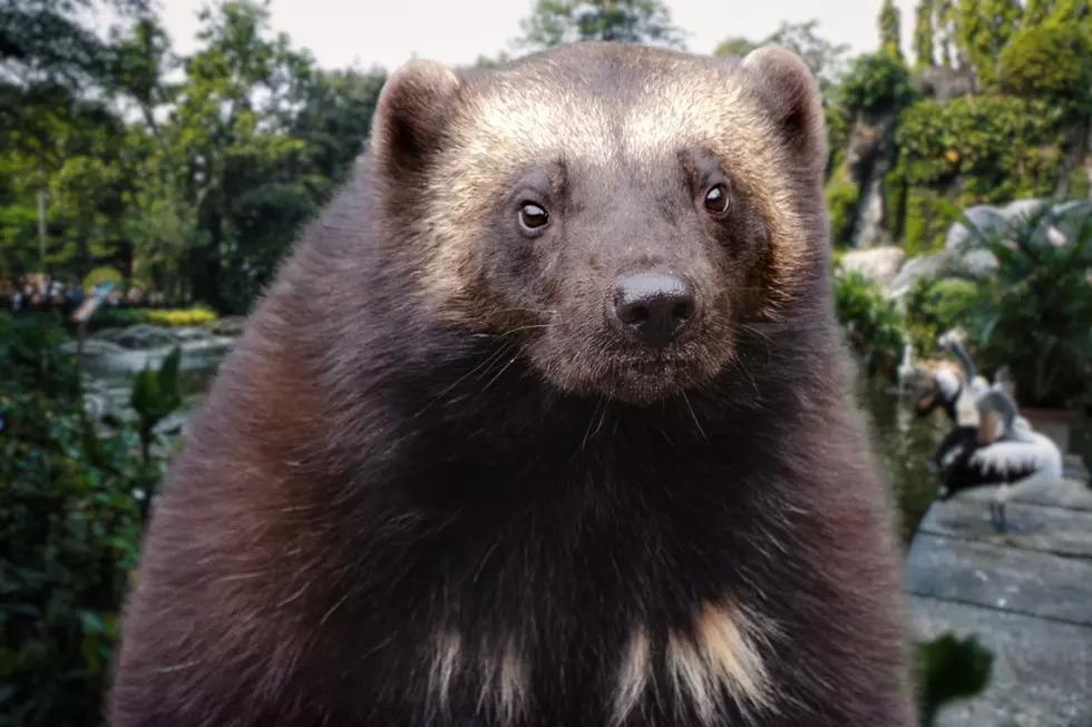 Zoo Boise Welcomes A Wolverine For The Ages